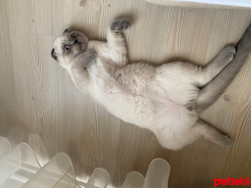 Scottish Fold, Kedi  UZAY fotoğrafı