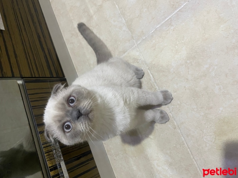 Scottish Fold, Kedi  UZAY fotoğrafı