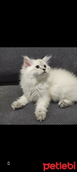 British Longhair, Kedi  Leyla fotoğrafı