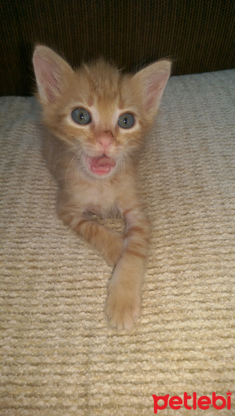Tekir Kedi, Kedi  Püskül fotoğrafı