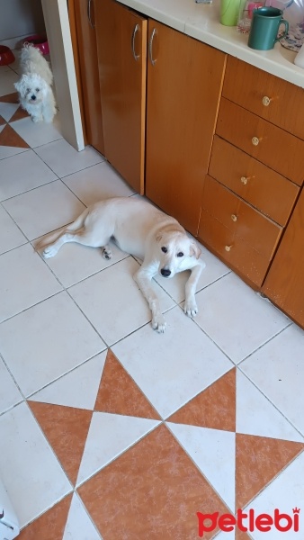 Labrador Retriever, Köpek  Kulina fotoğrafı