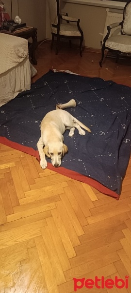 Labrador Retriever, Köpek  Kulina fotoğrafı