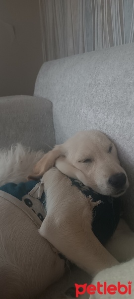 Labrador Retriever, Köpek  Kulina fotoğrafı