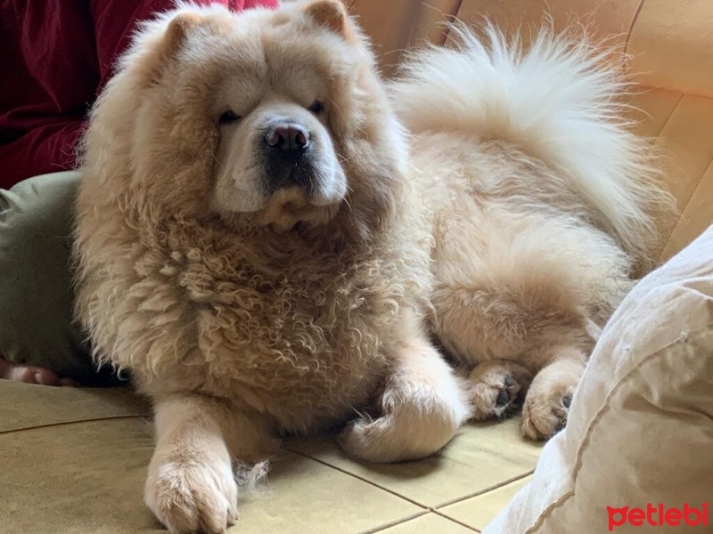 Chow Chow (çin Aslanı), Köpek  Max fotoğrafı