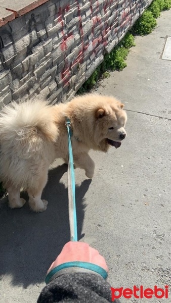 Chow Chow (çin Aslanı), Köpek  Max fotoğrafı