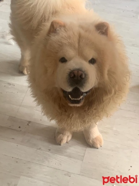 Chow Chow (çin Aslanı), Köpek  Max fotoğrafı