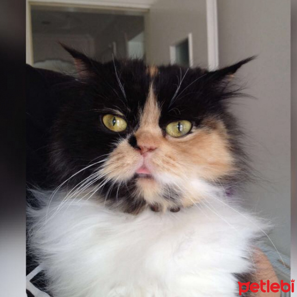 İran Kedisi (Persian), Kedi  Prenses fotoğrafı