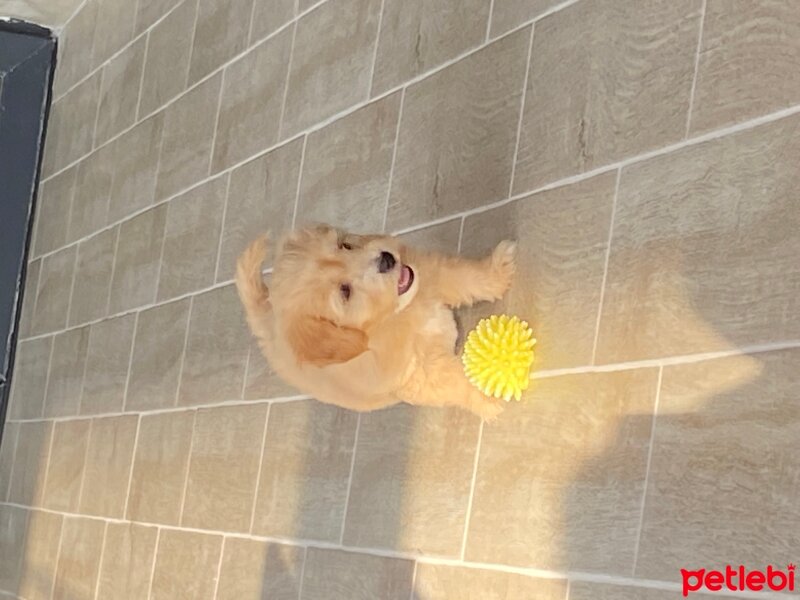 Maltese, Köpek  Kuki fotoğrafı