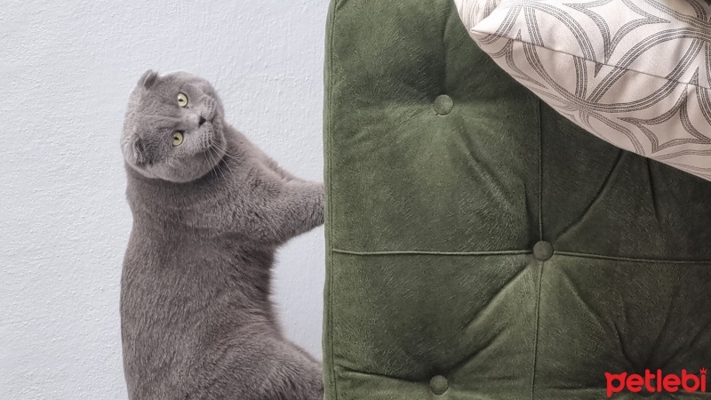 Scottish Fold, Kedi  GECE fotoğrafı
