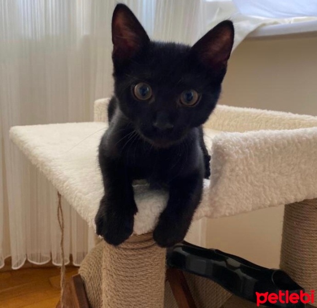 Tekir Kedi, Kedi  Yoda fotoğrafı