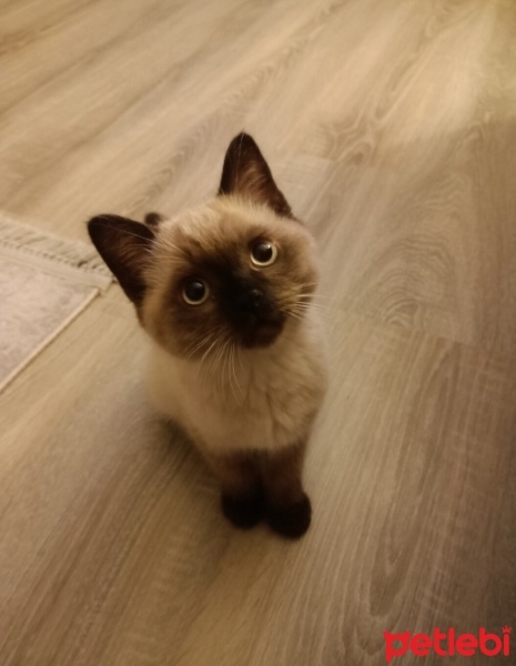 Siyam Kedisi, Kedi  casper fotoğrafı