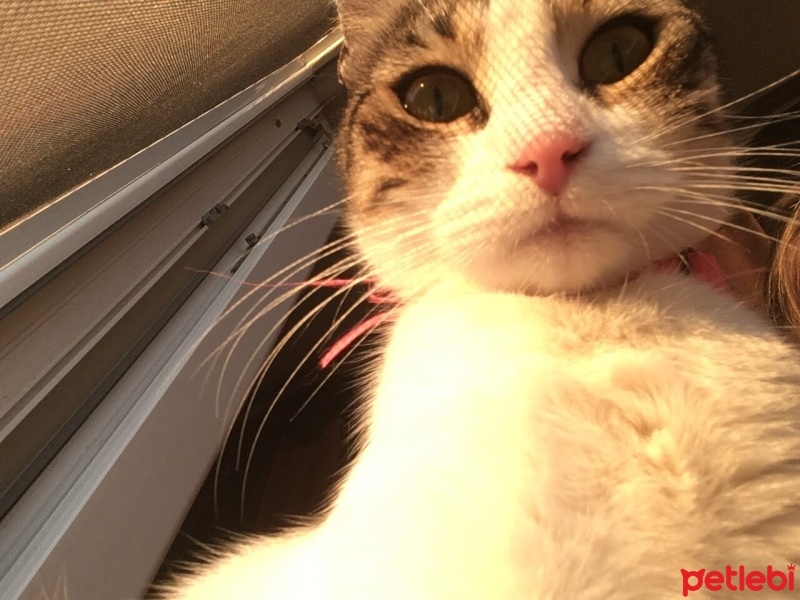 Tekir Kedi, Kedi  Koko fotoğrafı