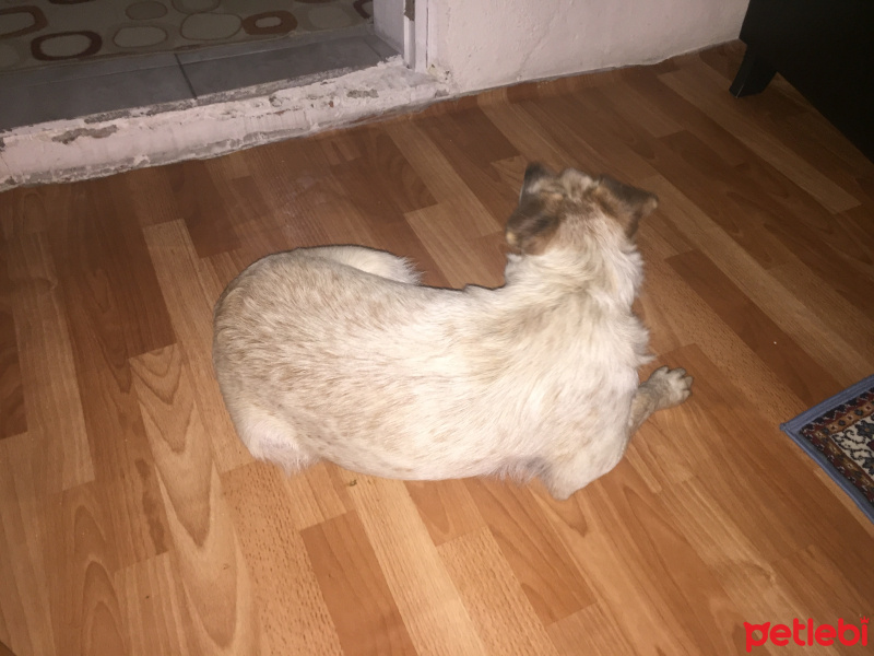 Silky Terrier, Köpek  Şila fotoğrafı