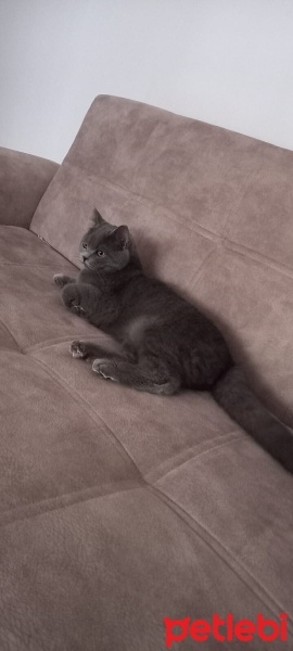 British Shorthair, Kedi  Duman fotoğrafı