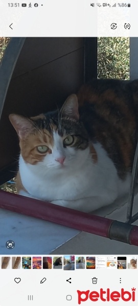 Tekir Kedi, Kedi  Pamuk fotoğrafı