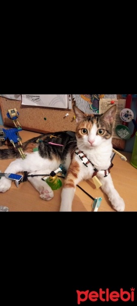 Tekir Kedi, Kedi  Pamuk fotoğrafı