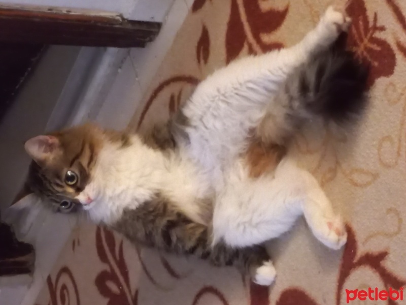 Tekir Kedi, Kedi  Pamuk fotoğrafı