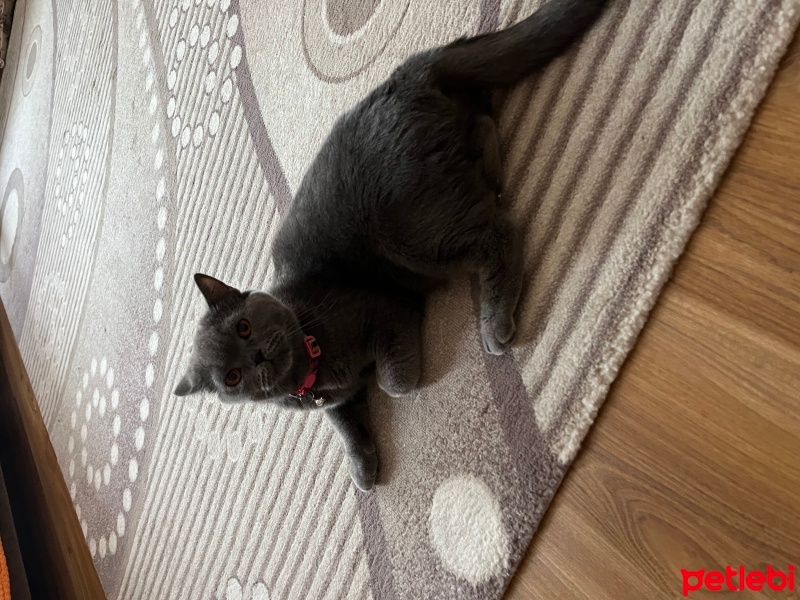 British Shorthair, Kedi  Ponçik fotoğrafı