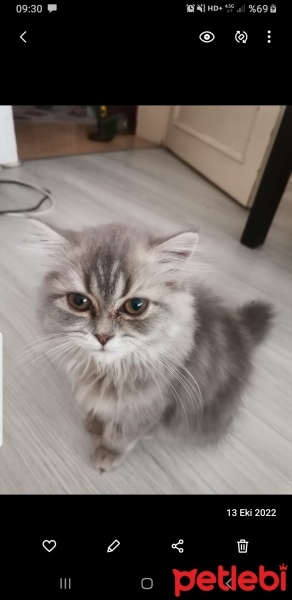 British Longhair, Kedi  mia fotoğrafı