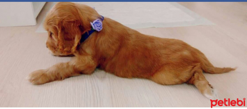 Amerikan Cocker Spaniel, Köpek  Viski fotoğrafı