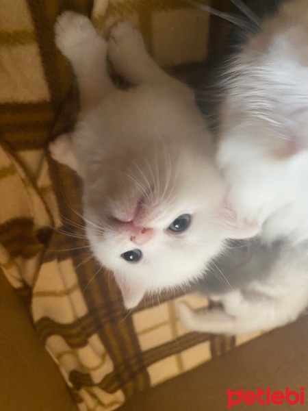 British Longhair, Kedi  Miyav fotoğrafı