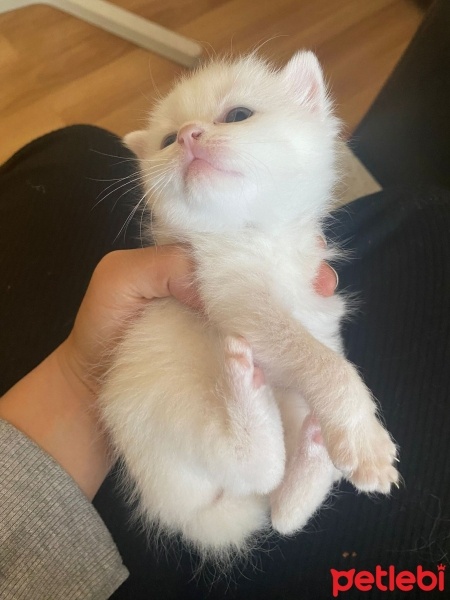 British Longhair, Kedi  Miyav fotoğrafı