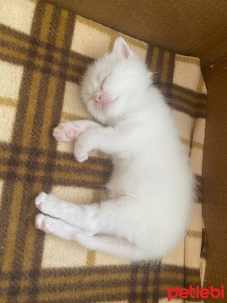 British Longhair, Kedi  Miyav fotoğrafı