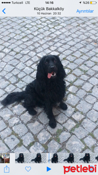 Amerikan Cocker Spaniel, Köpek  Zeytintin fotoğrafı