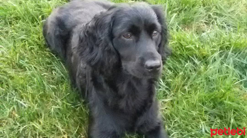 Amerikan Cocker Spaniel, Köpek  Zeytintin fotoğrafı