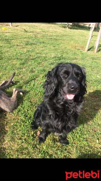 Amerikan Cocker Spaniel, Köpek  Zeytintin fotoğrafı