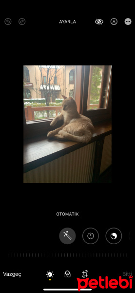 Sarman, Kedi  PABLO fotoğrafı