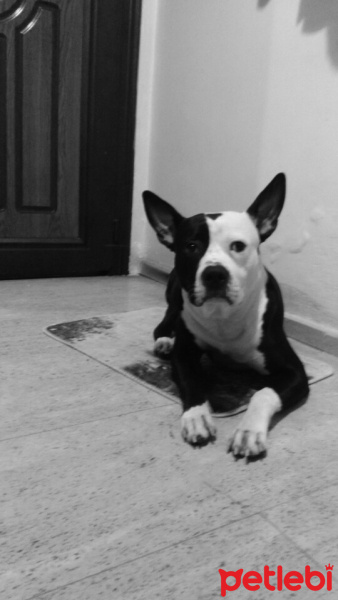 Amerikan Staffordshire Terrier, Köpek  Paşa fotoğrafı