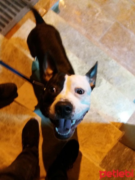 Amerikan Staffordshire Terrier, Köpek  Paşa fotoğrafı