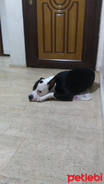 Amerikan Staffordshire Terrier, Köpek  Paşa fotoğrafı