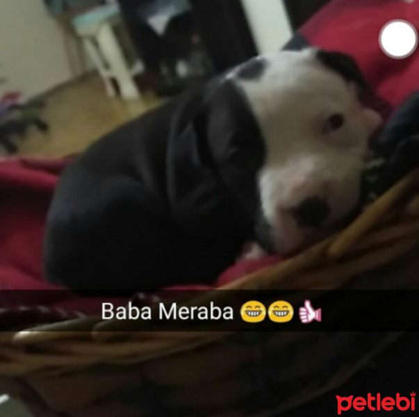 Amerikan Staffordshire Terrier, Köpek  Paşa fotoğrafı