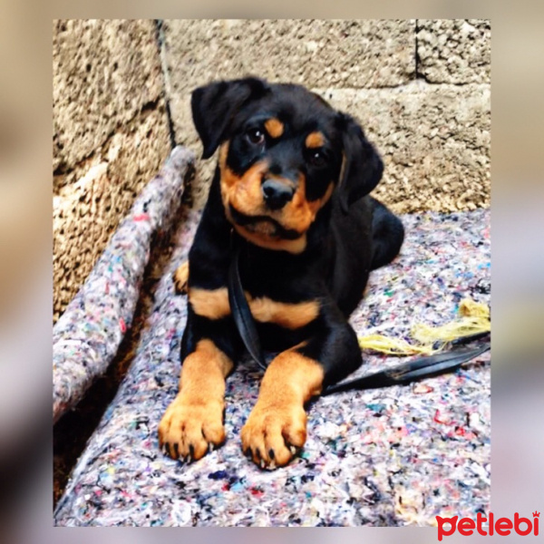 Rottweiler, Köpek  Ateş fotoğrafı