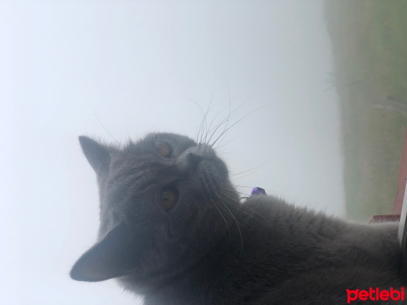 British Shorthair, Kedi  Mia fotoğrafı