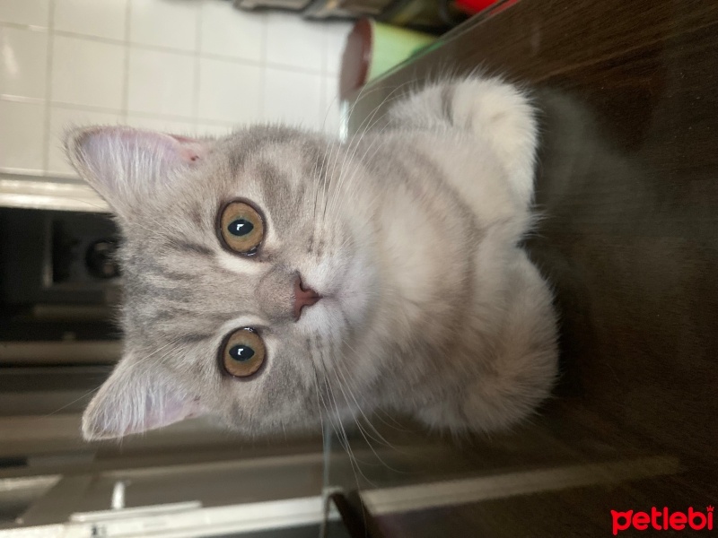 Scottish Fold, Kedi  Suzi fotoğrafı