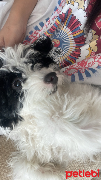 Maltese, Köpek  lora fotoğrafı