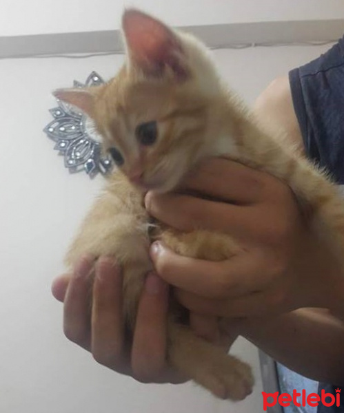 Tekir Kedi, Kedi  Rengar fotoğrafı