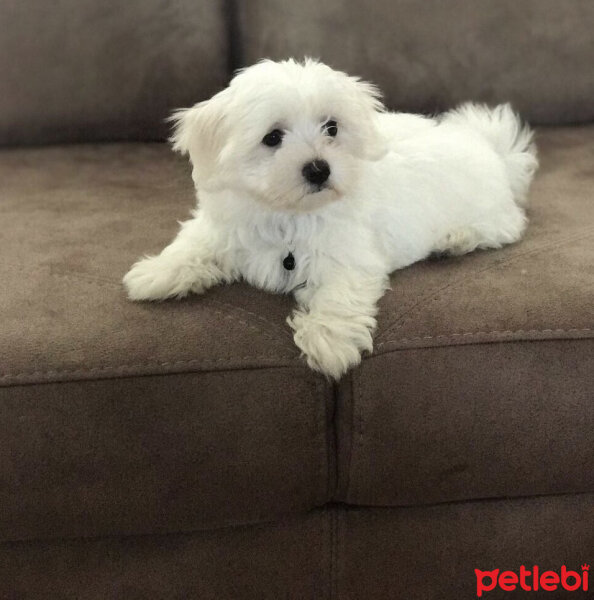 Maltese, Köpek  Mía fotoğrafı