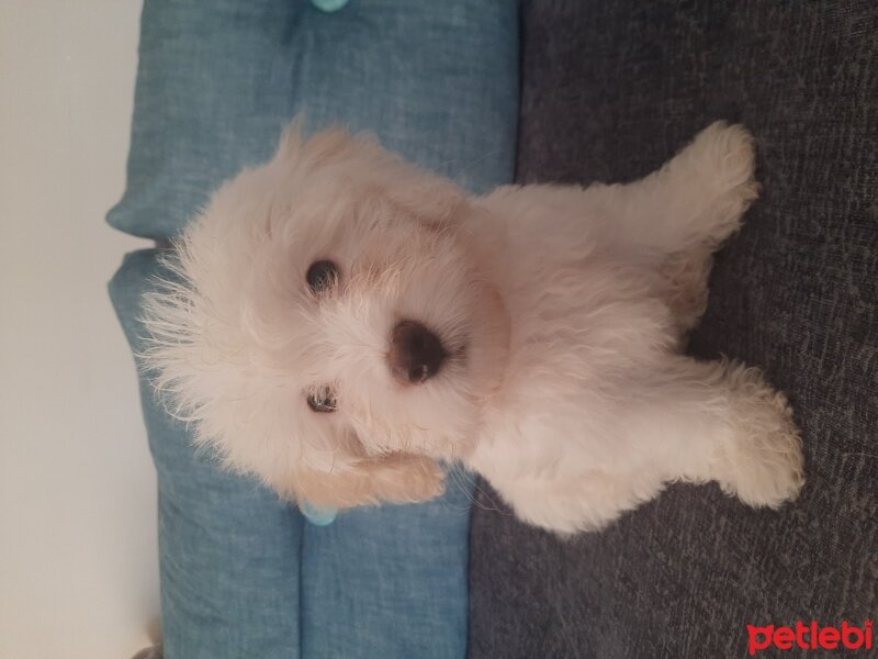 Maltese, Köpek  Pofi fotoğrafı