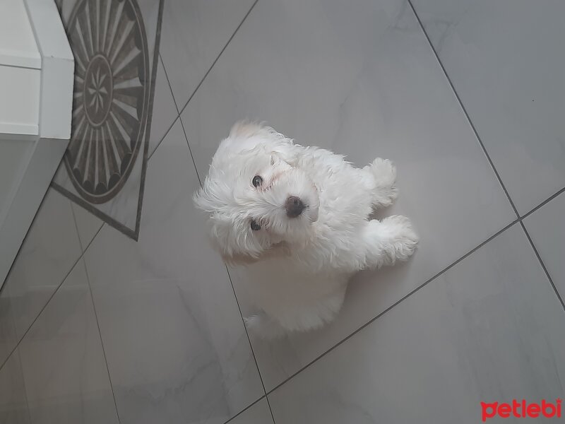 Maltese, Köpek  Pofi fotoğrafı