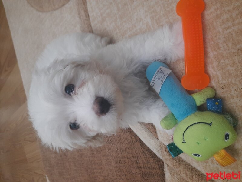 Maltese, Köpek  Pofi fotoğrafı