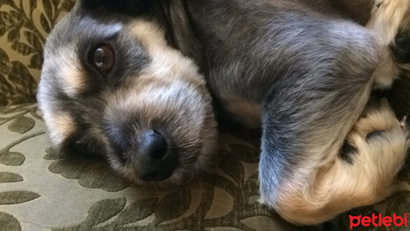 Yorkshire Terrier, Köpek  GG fotoğrafı