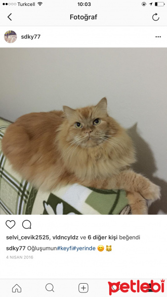 Chinchilla, Kedi  Büdü fotoğrafı