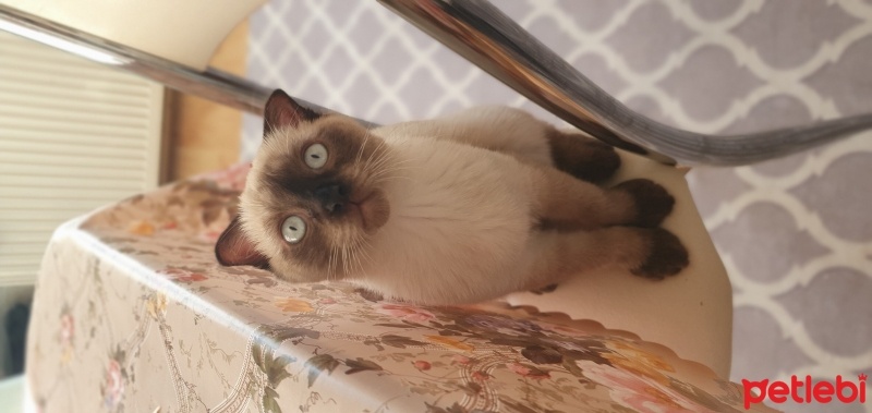 Scottish Fold, Kedi  Şanslı fotoğrafı