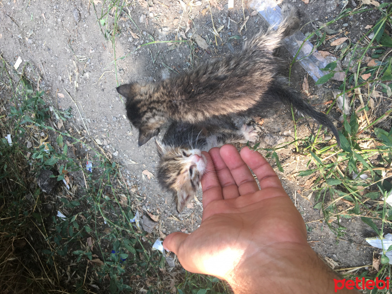 Tekir Kedi, Kedi  yok fotoğrafı
