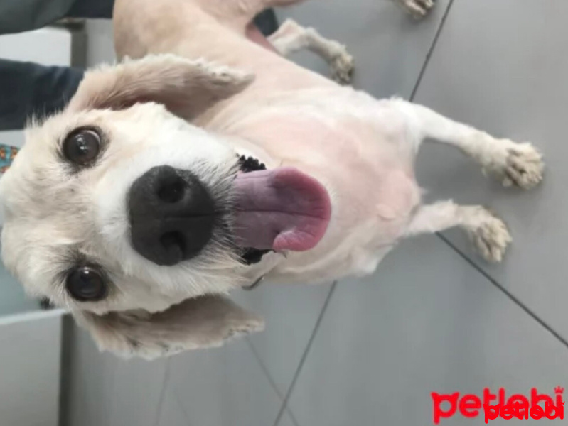 Akbaş, Köpek  Leblebi fotoğrafı