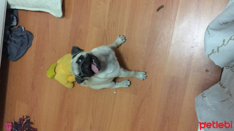 Pug, Köpek  Shiva fotoğrafı